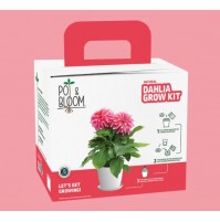 Grow Kit - Dhalia