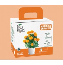 Grow Kit - Marigold
