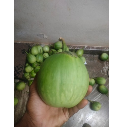 Gulla Brinjal 