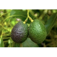 HAAS Avocado (Semi Ripe/ Ripe)