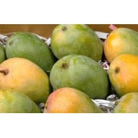 Mango - Kalapad (colour wont turn full yellow)