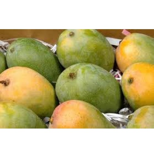 Mango - Kalapad (colour wont turn full yellow)
