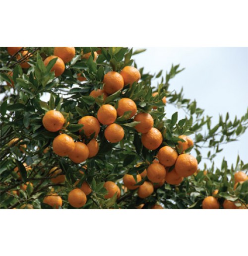 Mandarin Orange from Meghalaya (Sweet, Juicy)