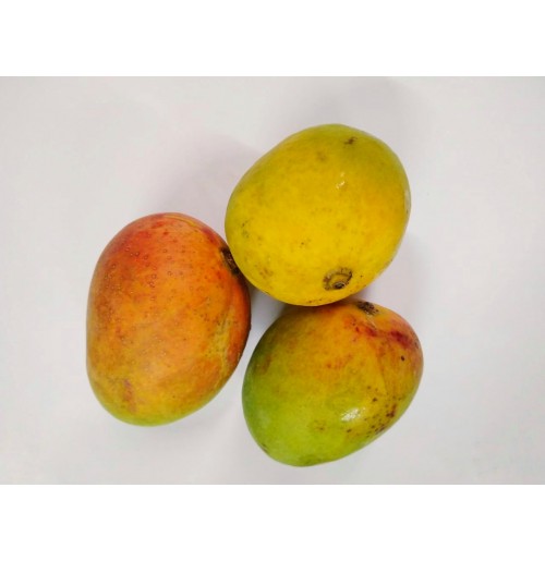 Mango - Lalbar (will take 3-4 days to ripen)