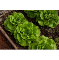 Seeds - Lettuce Green 