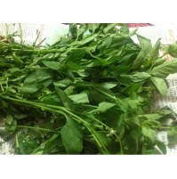 Manathakalli Keerai (Kaasi Soppu) - WILL BE DRY 