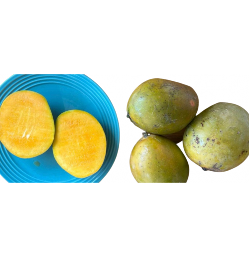 Mango - Polachira (from Kerala)
