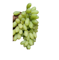 Green Grapes (Seedless, Manikchaman) from Maharastra