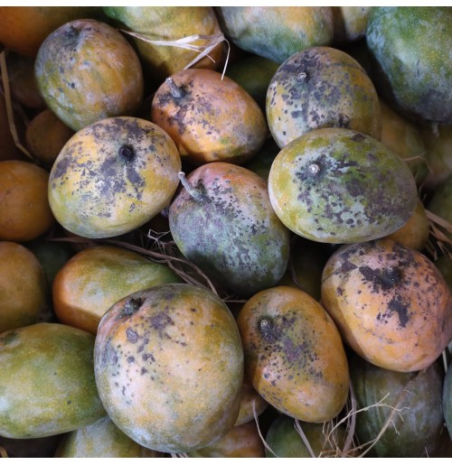 Mango - Manoranjani (3-4 days to ripen) 