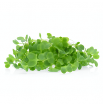 Micro Greens - Green Cabbage (50gms, Harvested)