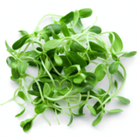  Micro Greens - White Raddish (50gms, Harvested)