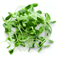 Micro Greens - Fenugreek / Methi (50gms, Harvested)