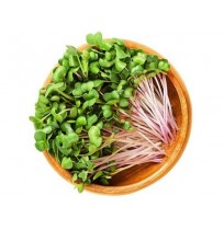 Micro Greens - Pink Raddish  (50gms, Harvested)