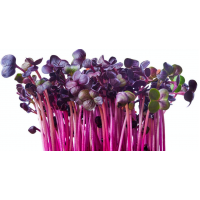 Micro Greens - Purple Raddish (50gms, Harvested)