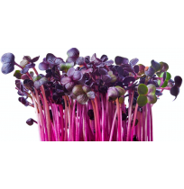 Micro Greens - Purple Raddish (50gms, Harvested)
