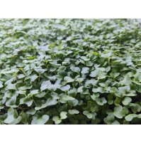 Micro Greens - Kale (Harvested, 50gms)