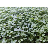 Micro Greens - Kale (Harvested, 50gms)