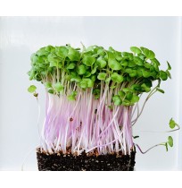 Micro Greens - Pink Raddish  (Live Plant)
