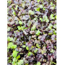 Micro Greens - Purple/ Sango Raddish (50gms, Harvested)