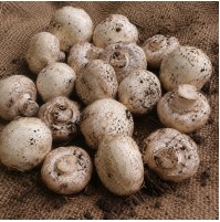 Mushroom - Button Mushroom (200gm box, 2 Day Shelf life, will be slightly brown)