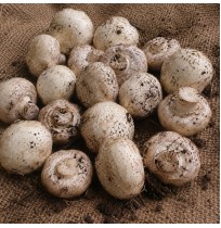 Mushroom - Button Mushroom (200gm box, 2 Day Shelf life, will be slightly brown)