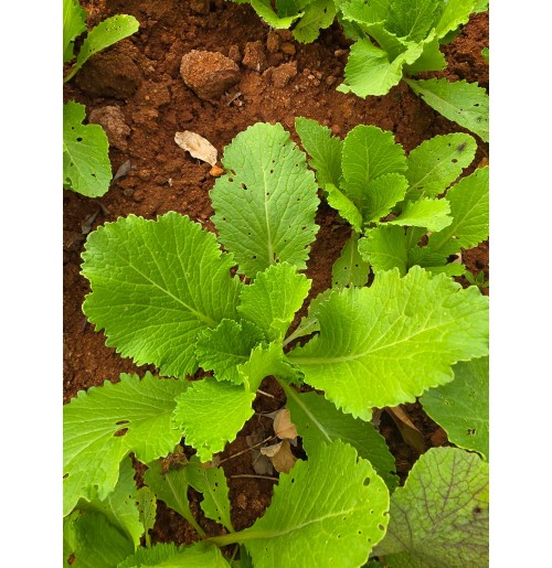 Mustard Greens (Rai saag)  (200gm) ~ will have holes on the leaves