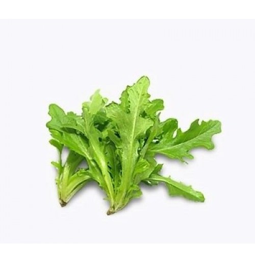 Lettuce Oak Leaf