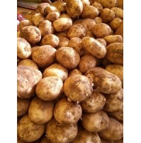 OOTY Potato (Fresh Harvest)