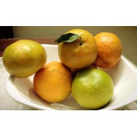 Coorg Orange (Smaller Sized)