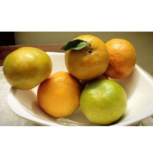 Coorg Orange (Smaller Sized)