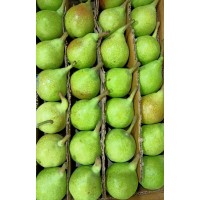 Pear from Shimla 