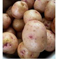 Red Potato (from Mahaballeshwar)