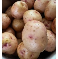Red Potato (from Mahaballeshwar)