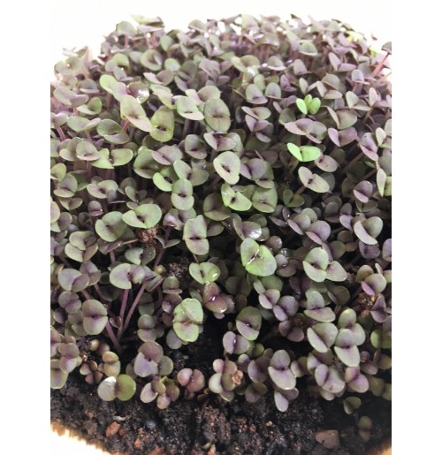 Micro Greens - Purple Basil (Live Plant)