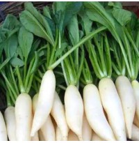 Radish Bunches with Leaves