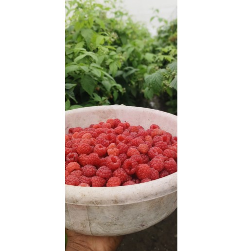 Raspberry (125gms)