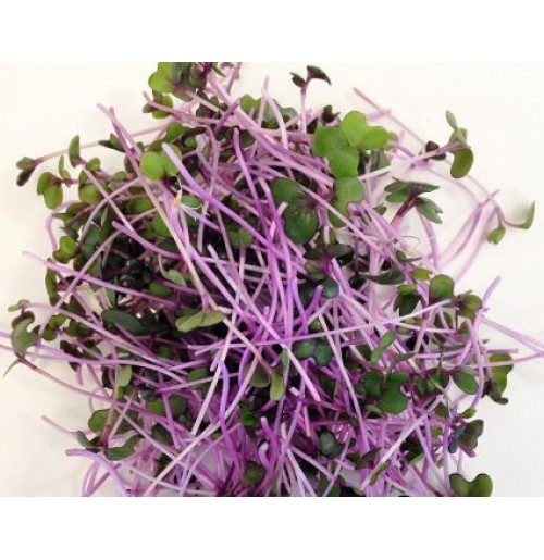 Micro Greens - Red Cabbage (50gms, Harvested)