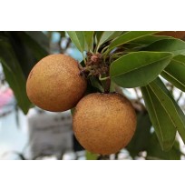 Sapota / Chikoo  (kalipath)