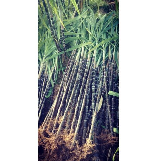 Sugarcane - 1 Whole Stick