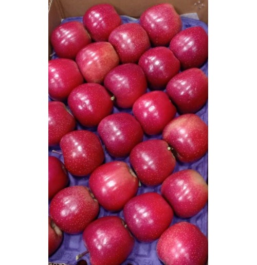 Apples - TREX Gala (Big Size, Premium from Kashmir)