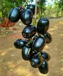 From Tree to Tiffin – The Jamun Harvest Story