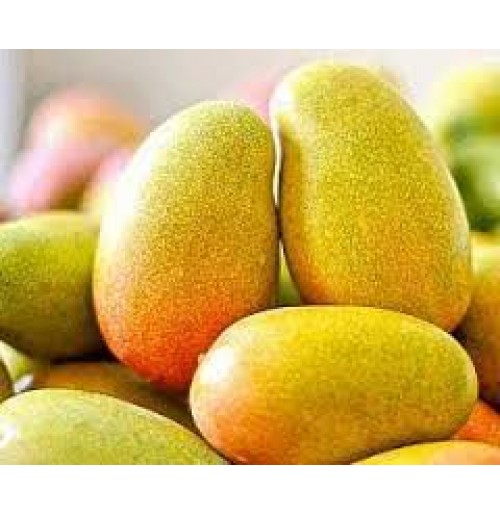 6 mangoes you must explore this mango season 