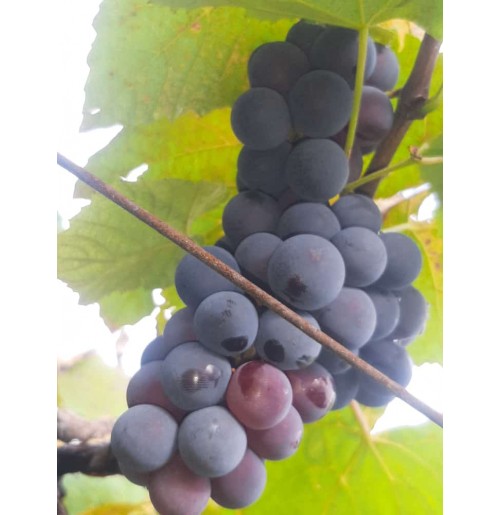 Inspiring story behind HB Organic Bangalore Blue Grapes