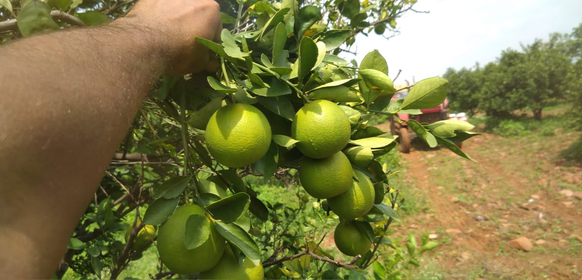 Kadappa Sweet Lime Farmers