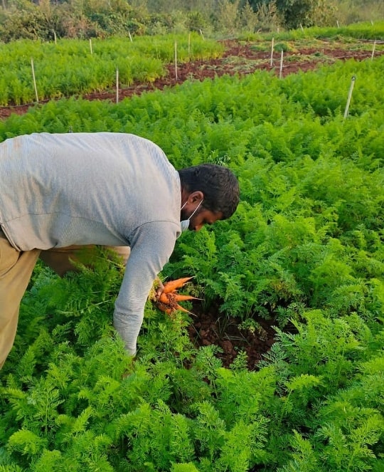 Nagaraj showing off his carrot harvest