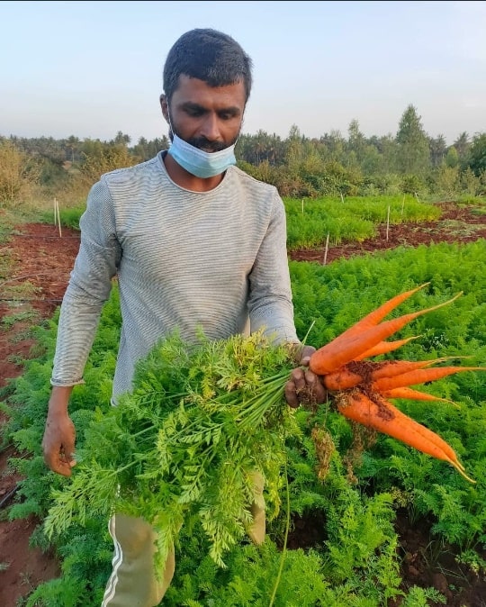 Nagaraj showing off his carrot harvest