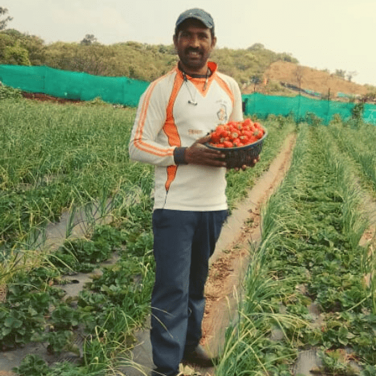 Delicate organic strawberries, Sandeep has you covered
