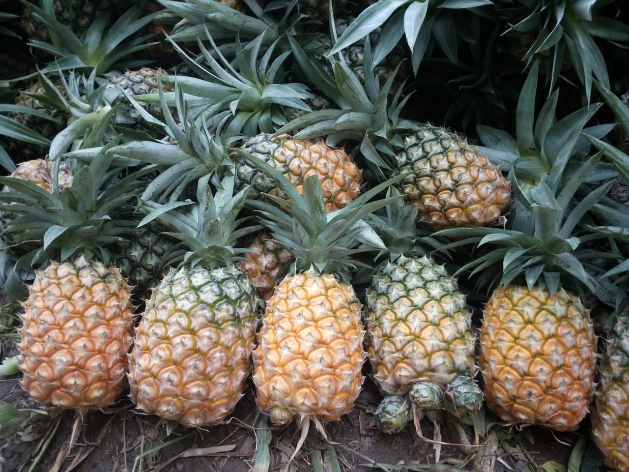 Molvom, the Pineapple village of Nagaland goes organic!