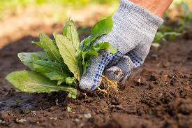 How Organic Farmers Control Weeds Without Chemicals